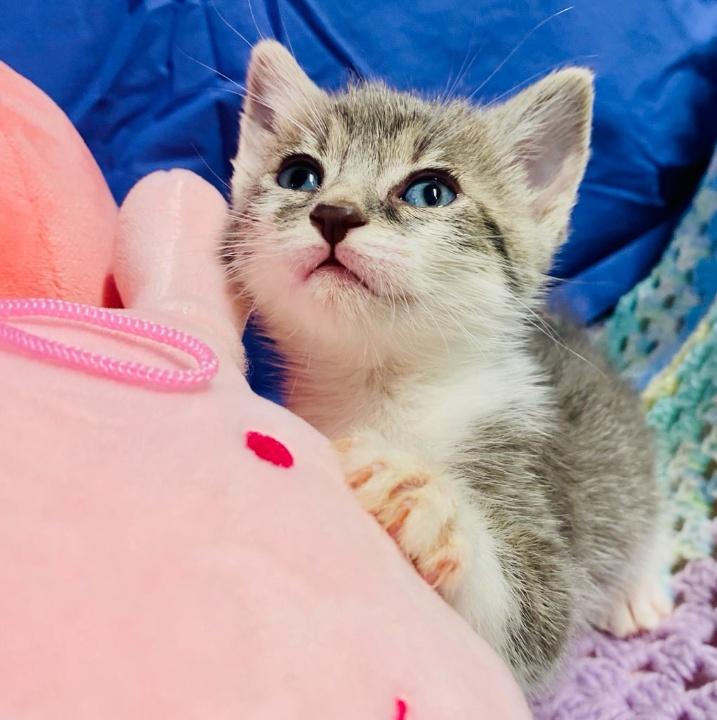 Enlarge Selina Kyle, a ADOPTABLE Domestic Short Hair in Colusa, CA image 4/5