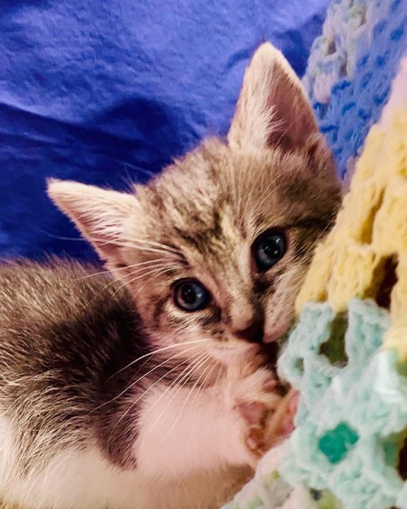 Enlarge Selina Kyle, a ADOPTABLE Domestic Short Hair in Colusa, CA image 5/5