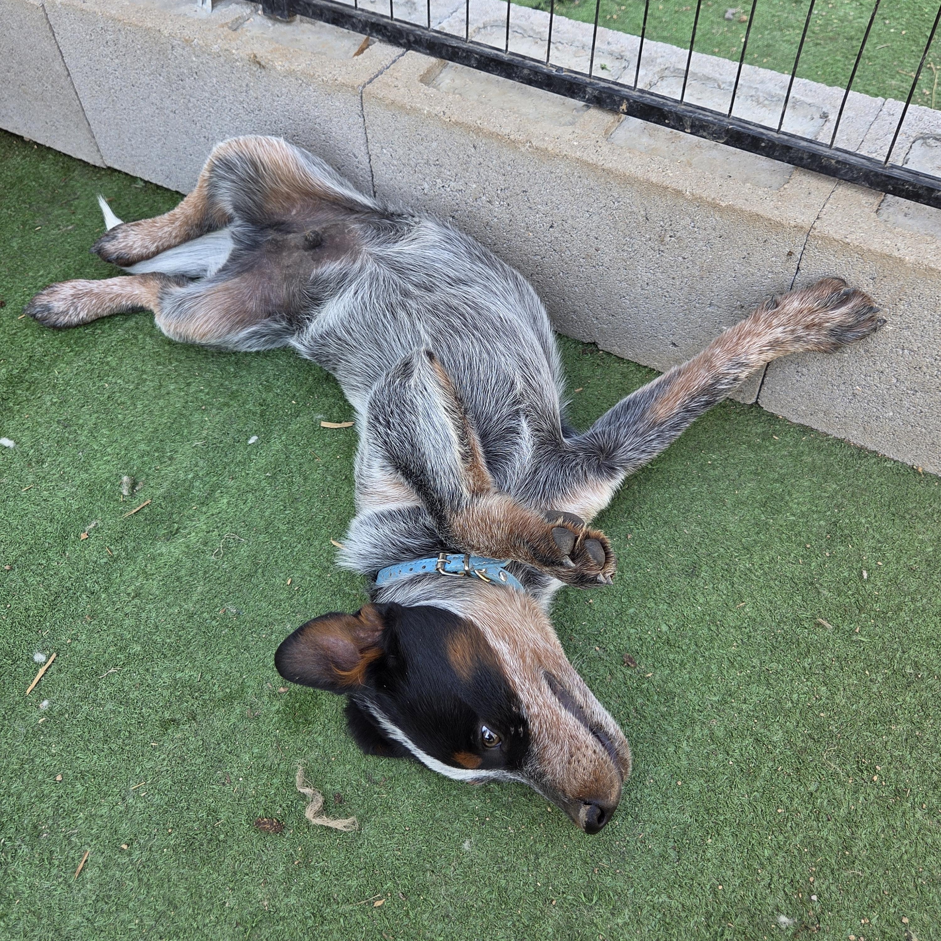 Enlarge Colby, a Adopted Australian Cattle Dog / Blue Heeler in Scottsdale, AZ image 2/4
