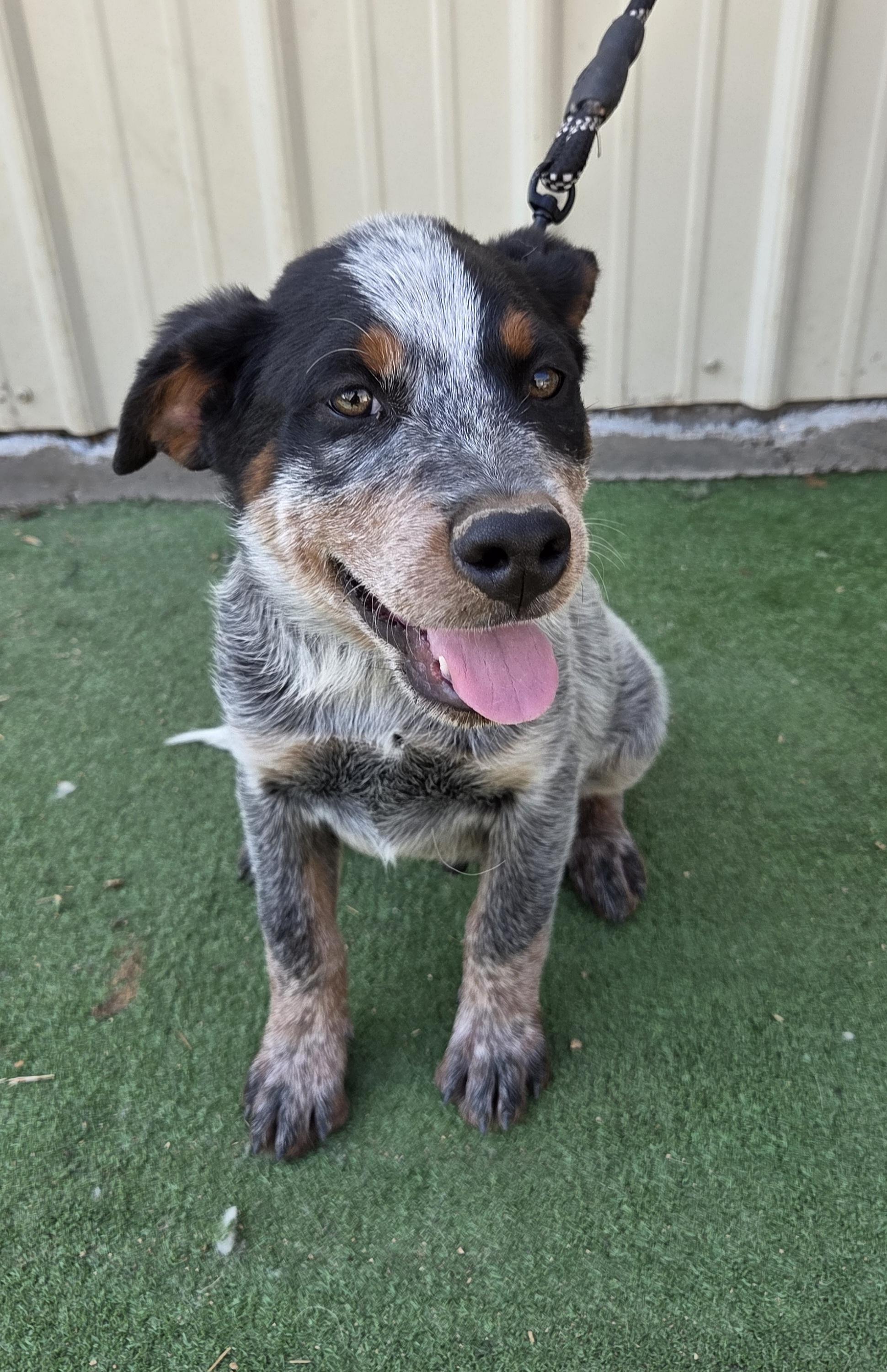 Enlarge Colby, a Adopted Australian Cattle Dog / Blue Heeler in Scottsdale, AZ image 4/4