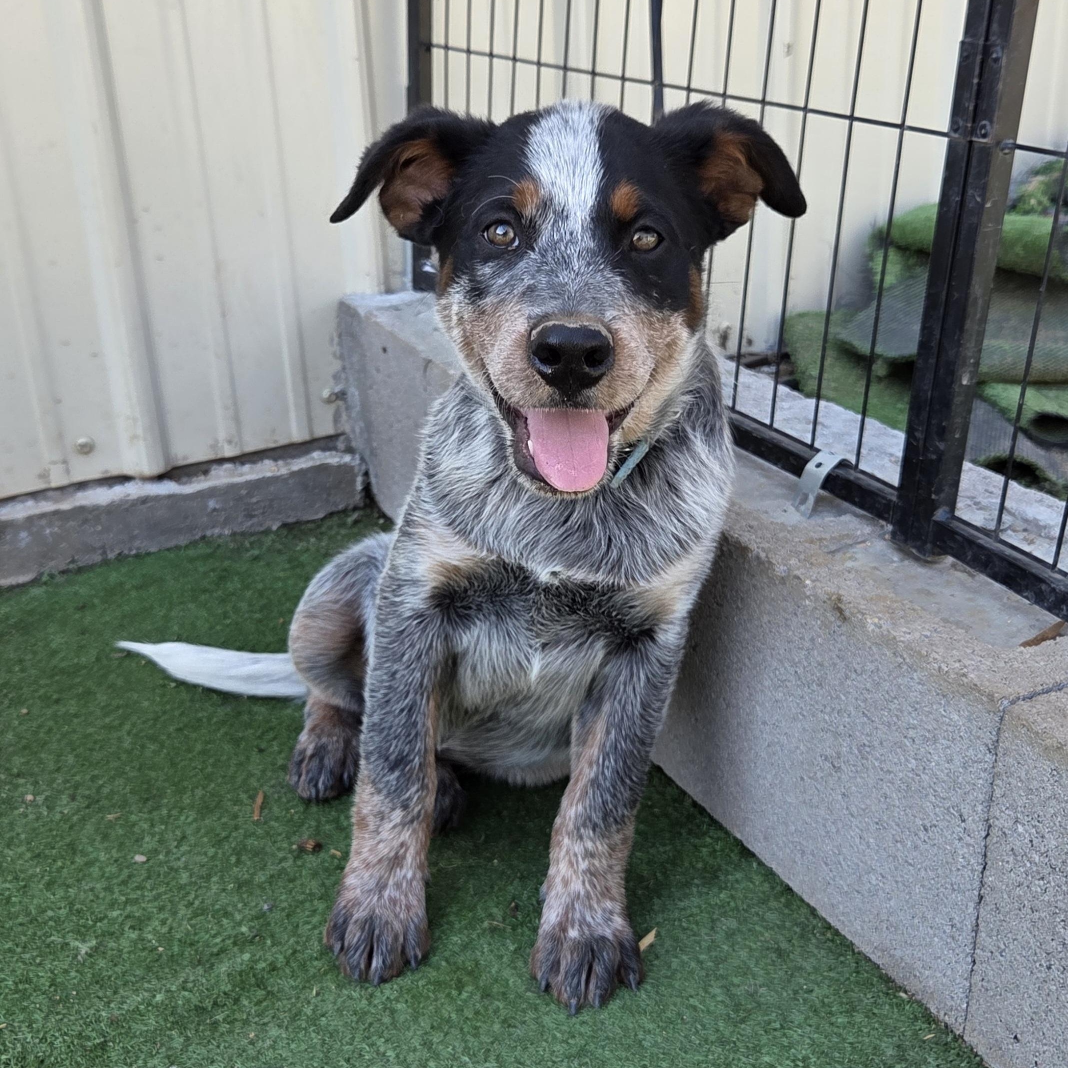 Colby, Adopted, Puppy Male Australian Cattle Dog / Blue Heeler.
