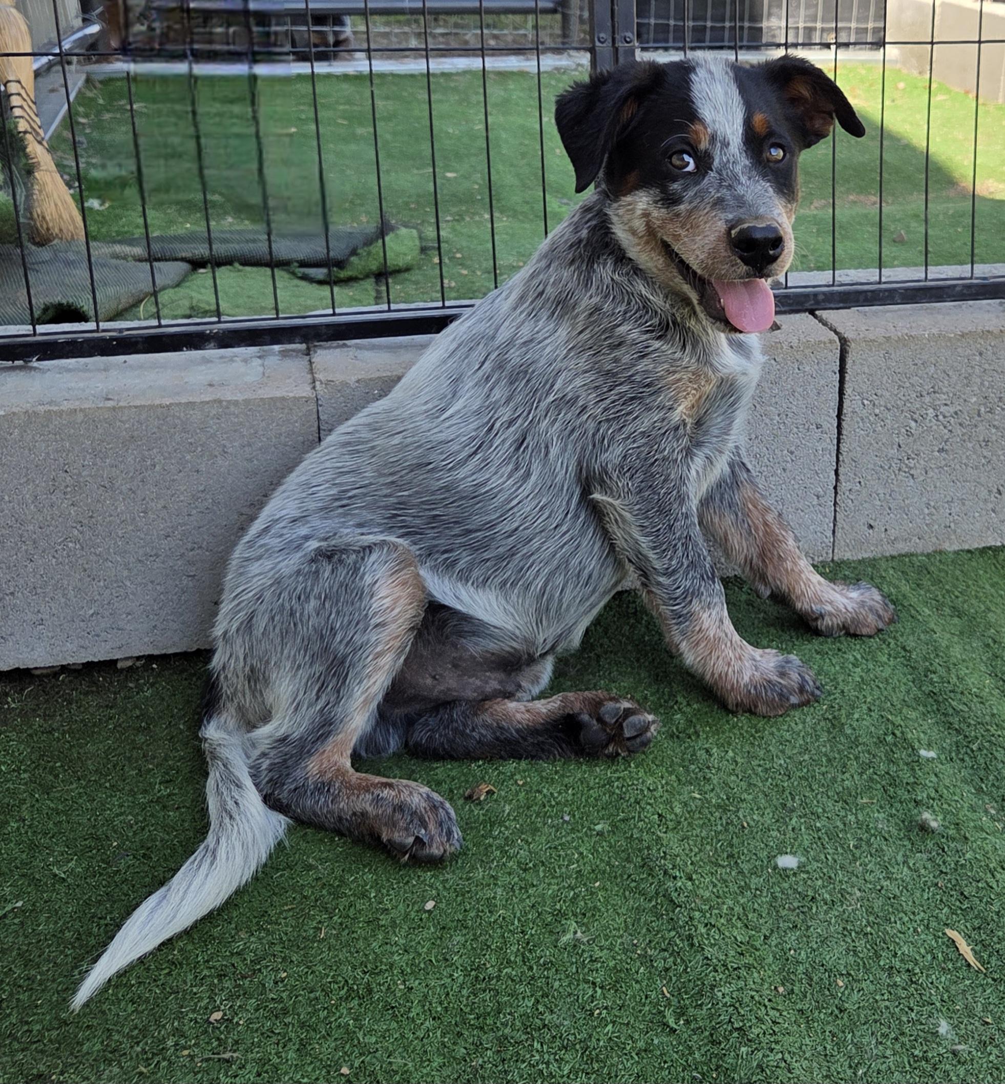 Enlarge Colby, a Adopted Australian Cattle Dog / Blue Heeler in Scottsdale, AZ image 3/4