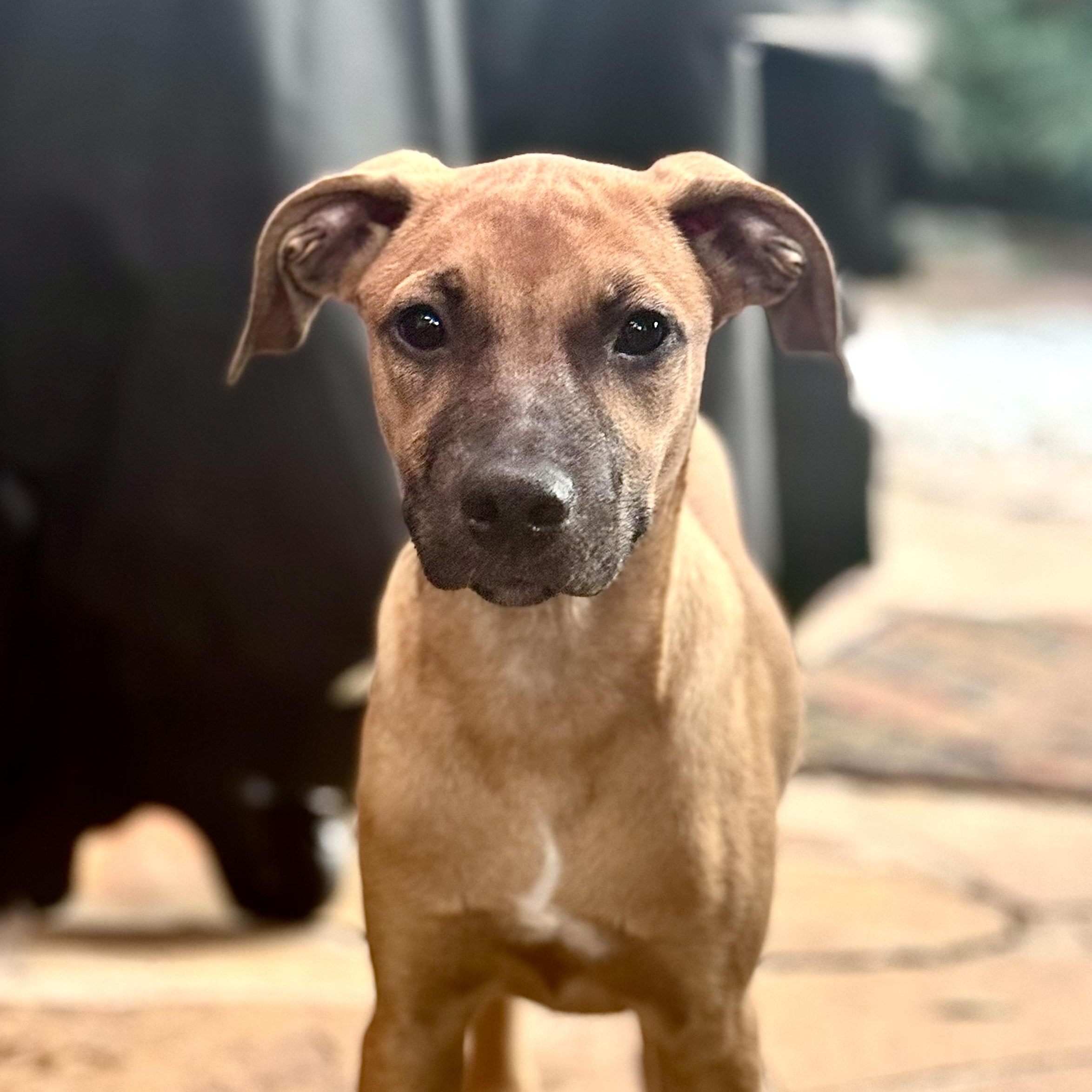 Enlarge Jake,  sweet and friendly!, a Adoptable mixed breed in Cambridge, MA image 4/5