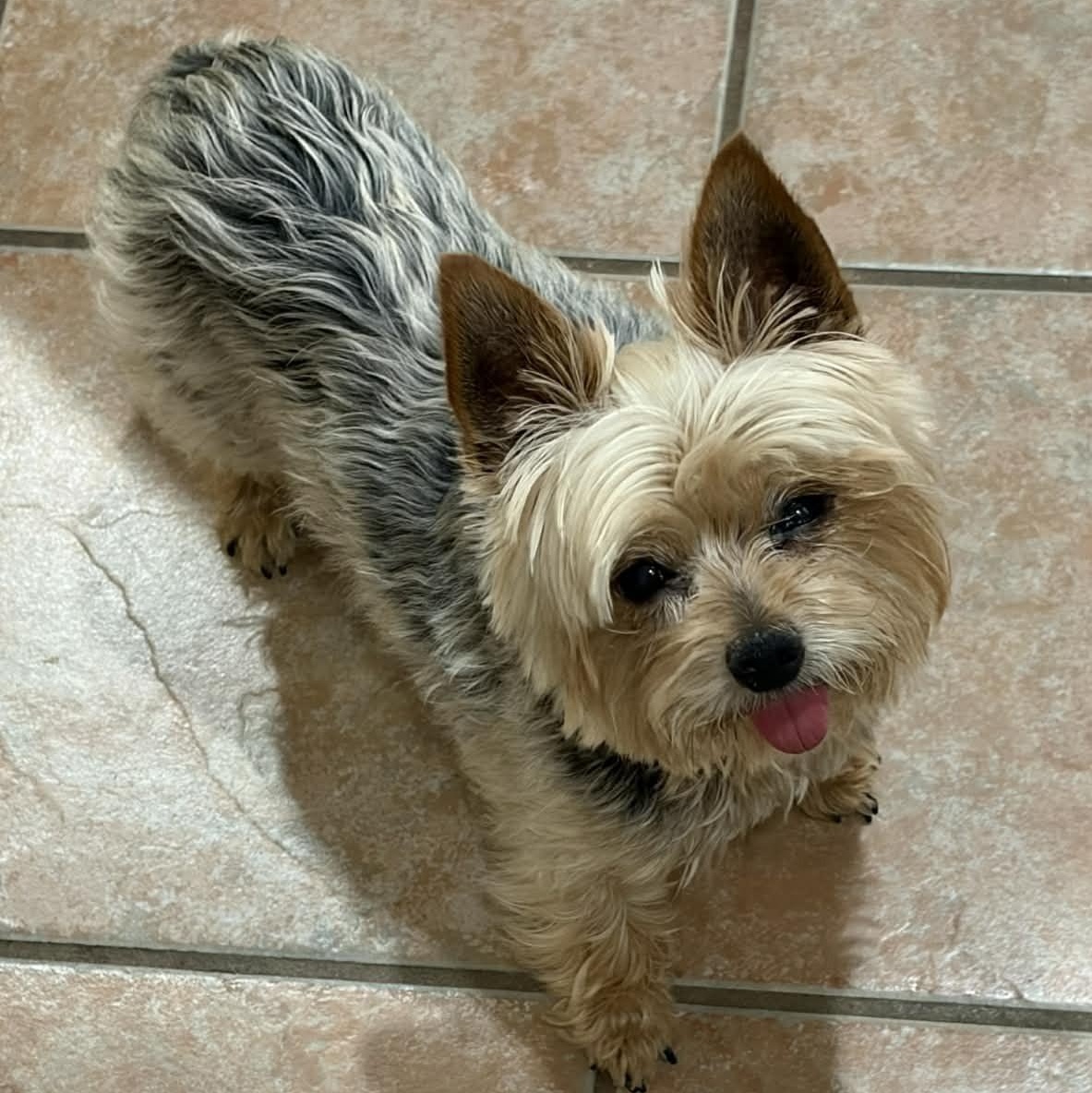Enlarge LulaBelle, a ADOPTABLE Yorkshire Terrier in Marana, AZ image 2/4