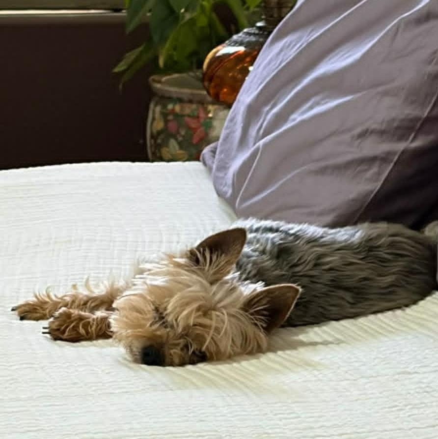 Enlarge LulaBelle, a ADOPTABLE Yorkshire Terrier in Marana, AZ image 3/4