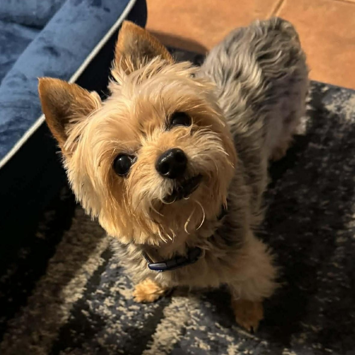 Enlarge LulaBelle, a ADOPTABLE Yorkshire Terrier in Marana, AZ image 1/4