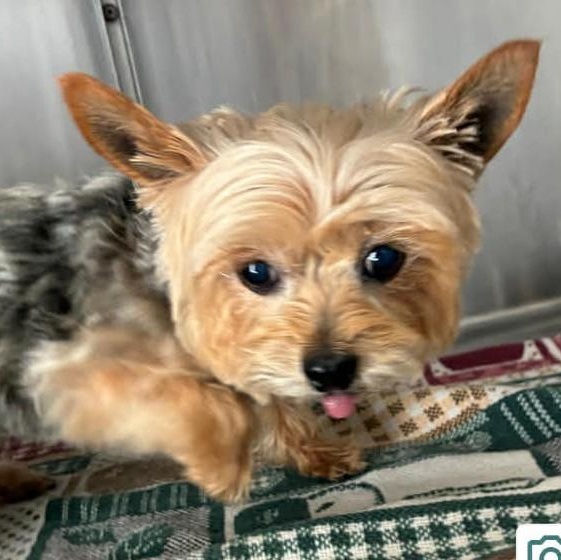 Enlarge LulaBelle, a ADOPTABLE Yorkshire Terrier in Marana, AZ image 4/4