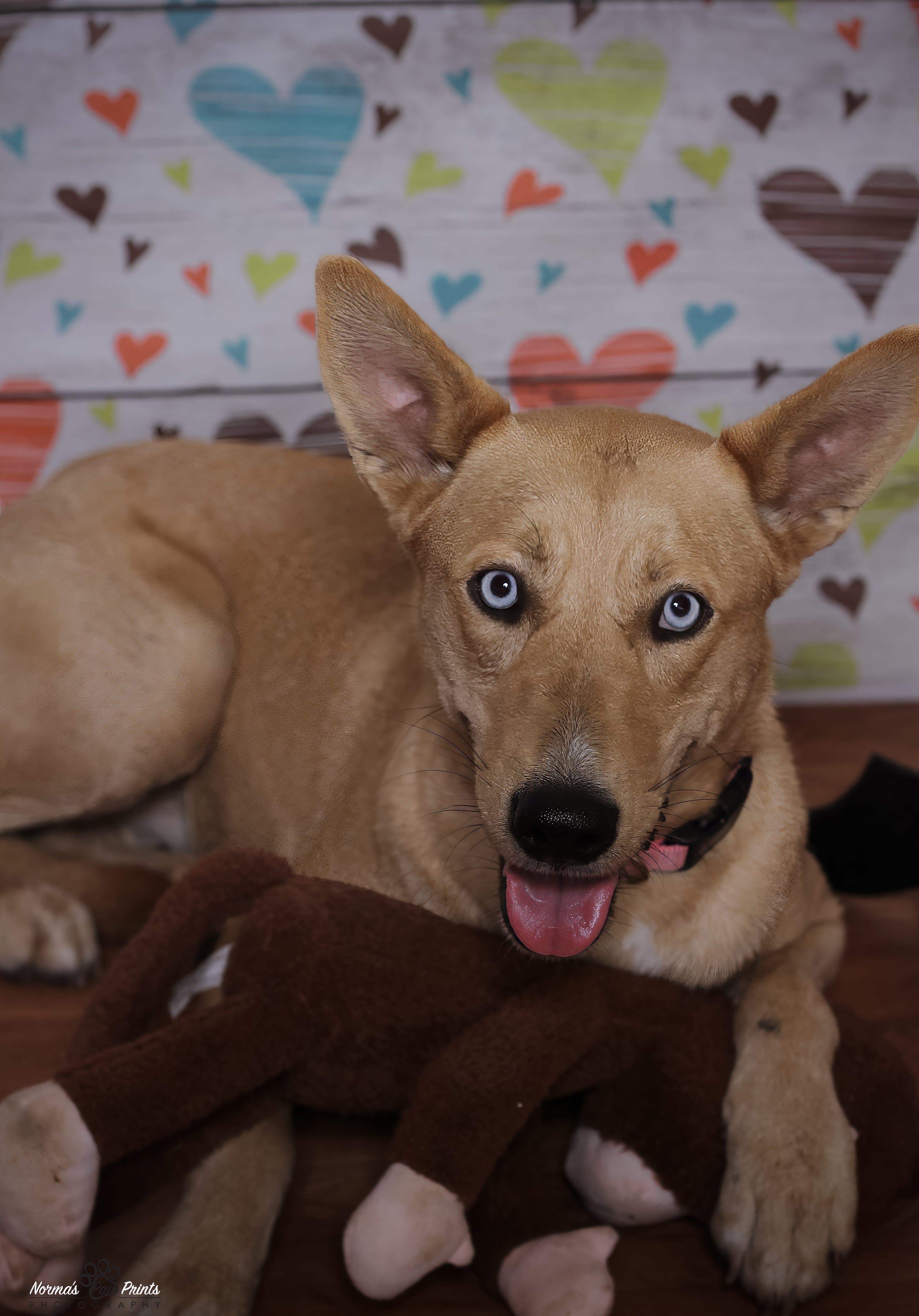 Dog for adoption Kayla, a German Shepherd Dog & Husky Mix in East