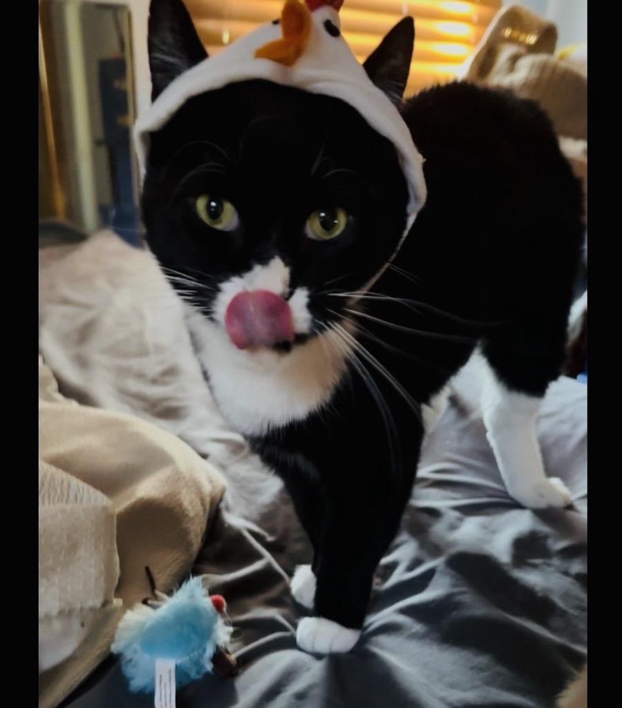 Enlarge SUNNY (Courtesy Post), a ADOPTABLE Domestic Short Hair in West Saint Paul, MN image 1/5