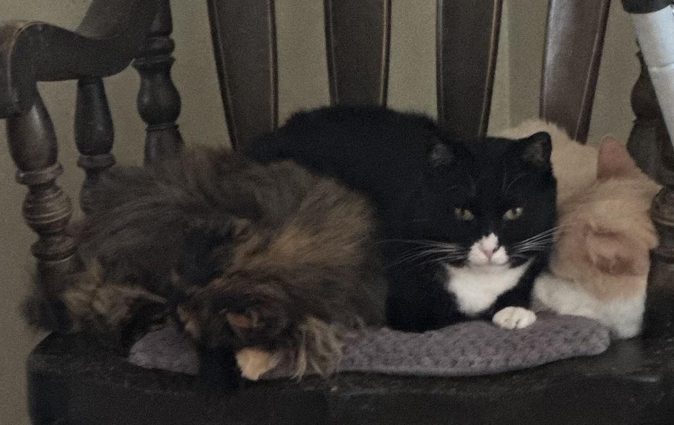 Enlarge SUNNY (Courtesy Post), a ADOPTABLE Domestic Short Hair in West Saint Paul, MN image 5/5