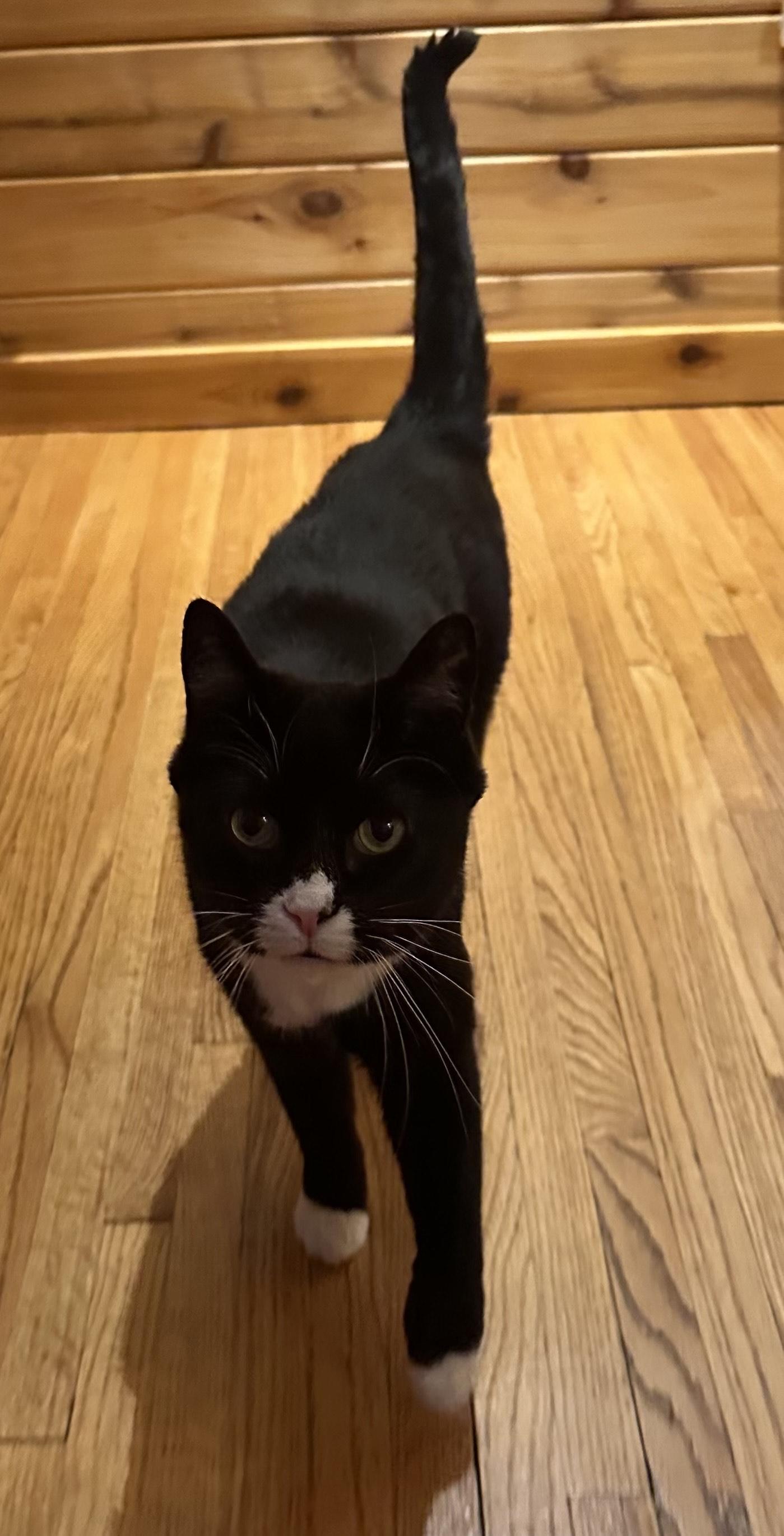 Enlarge SUNNY (Courtesy Post), a ADOPTABLE Domestic Short Hair in West Saint Paul, MN image 4/5