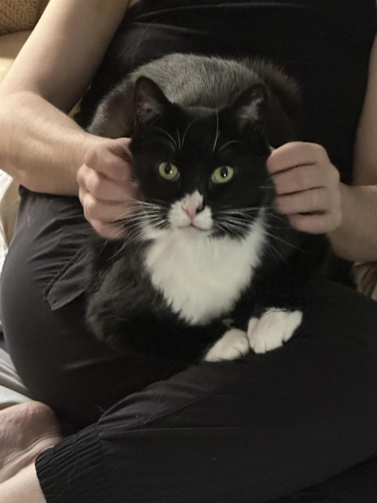 Enlarge SUNNY (Courtesy Post), a ADOPTABLE Domestic Short Hair in West Saint Paul, MN image 2/5