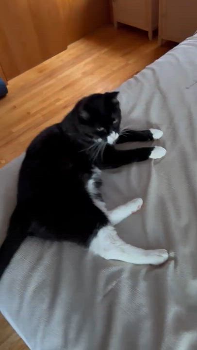 Enlarge SUNNY (Courtesy Post), a ADOPTABLE Domestic Short Hair in West Saint Paul, MN video 3/5