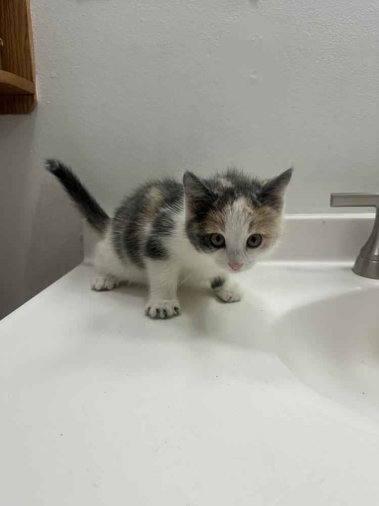 Enlarge Peaches, a Adoptable mixed breed in Union Grove, WI image 1/1