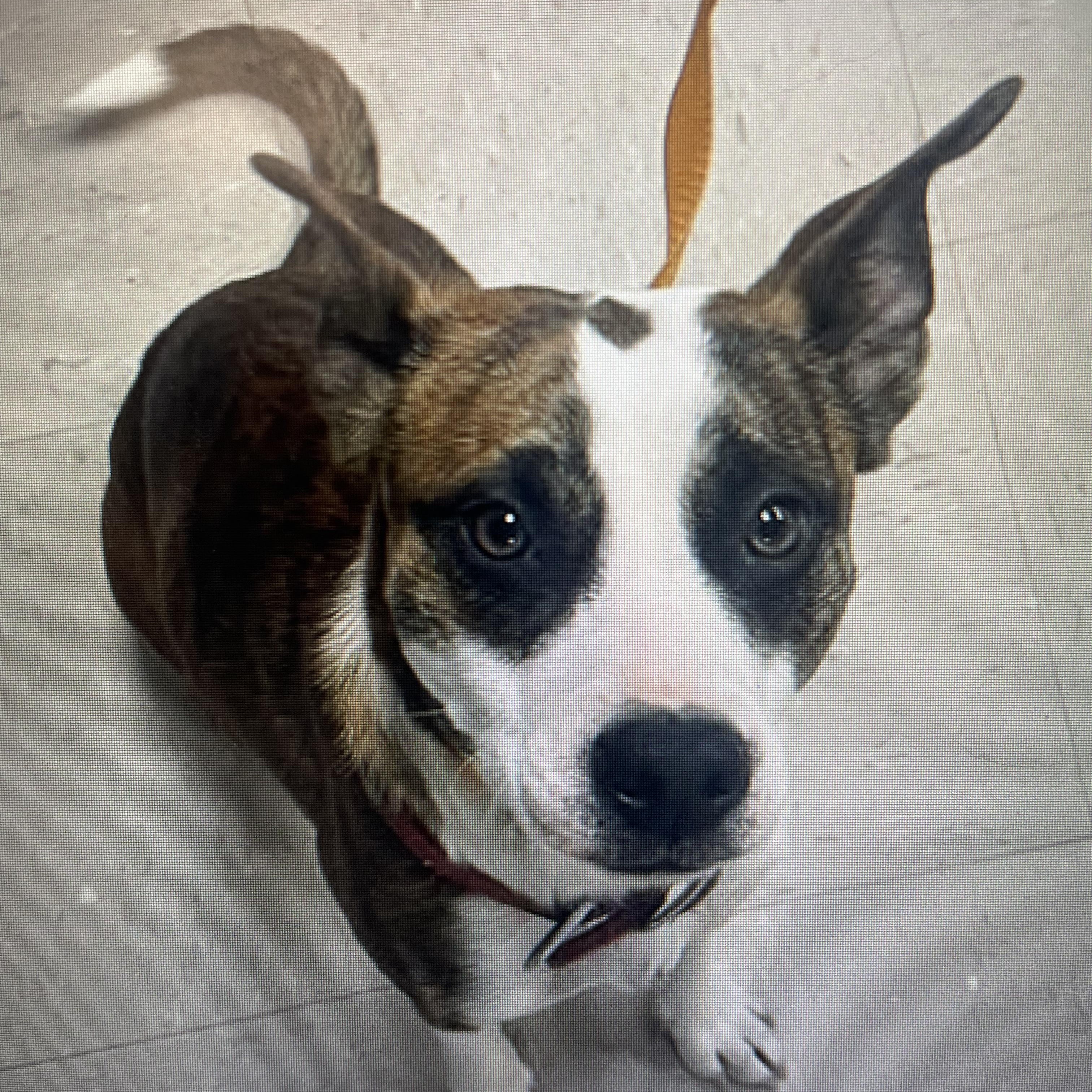 Enlarge Dexter, an adopted mixed breed in Abilene, KS image 1/6