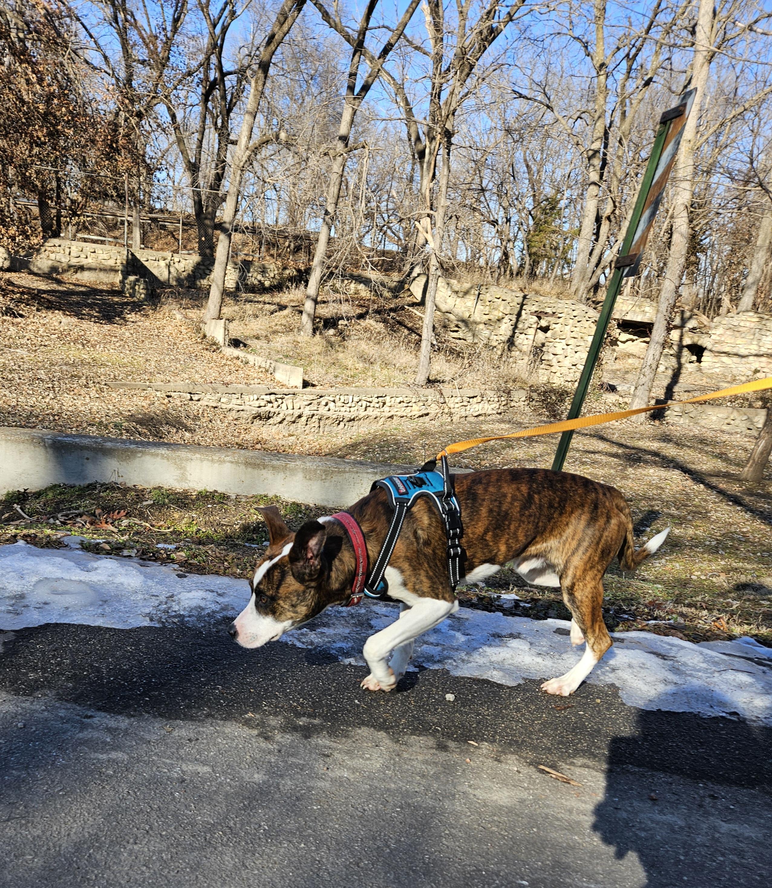 Enlarge Dexter, an adopted mixed breed in Abilene, KS image 6/6