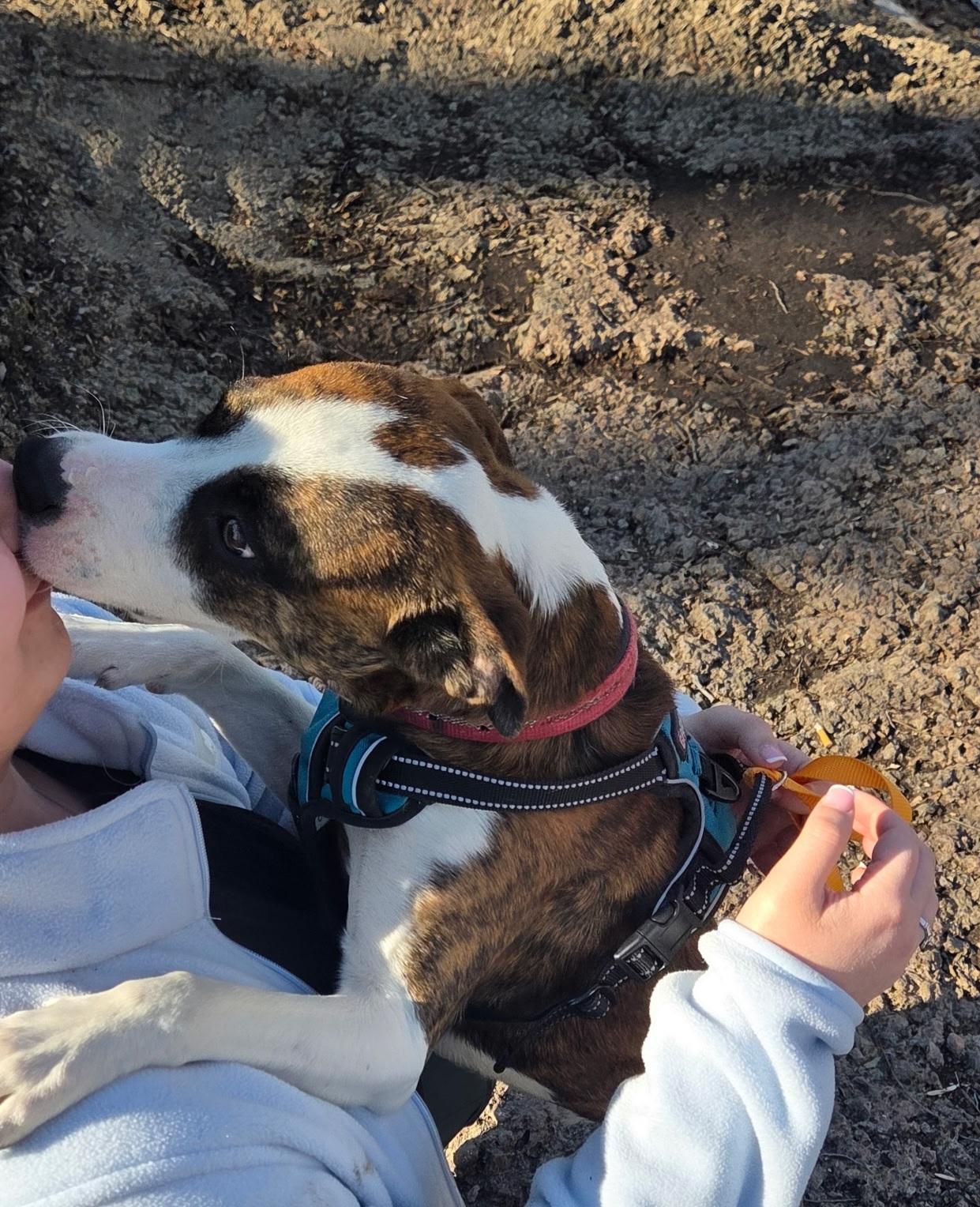 Enlarge Dexter, an adopted mixed breed in Abilene, KS image 4/6