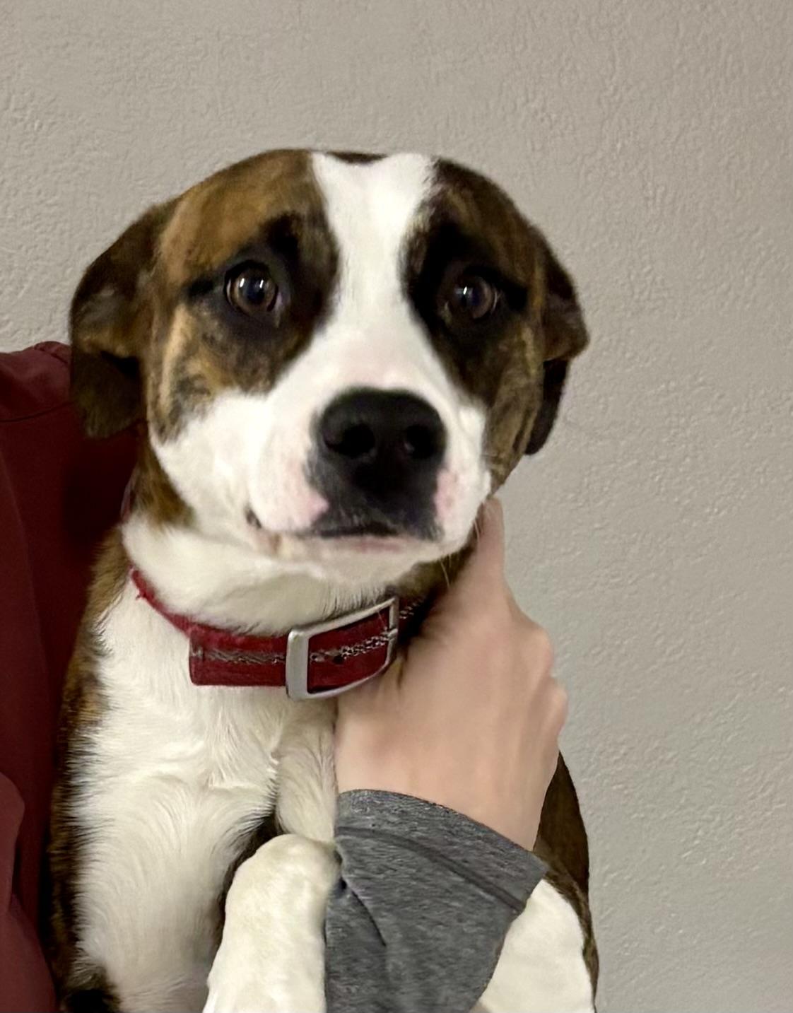 Enlarge Dexter, an adopted mixed breed in Abilene, KS image 2/6