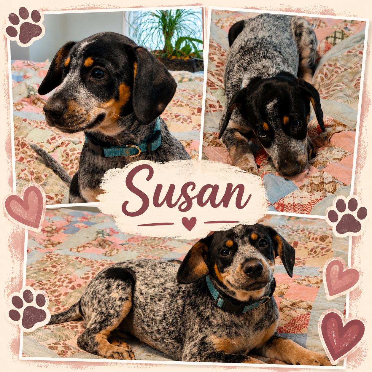 Susan, ADOPTABLE, Puppy Female Pointer & Beagle.