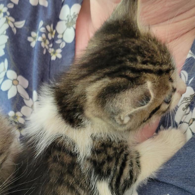 Enlarge Fry day, a Adoptable Domestic Short Hair in SANTA ROSA BEACH, FL image 1/1