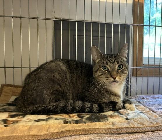 Enlarge Wesley, a ADOPTABLE Tabby in Lead, SD image 2/2