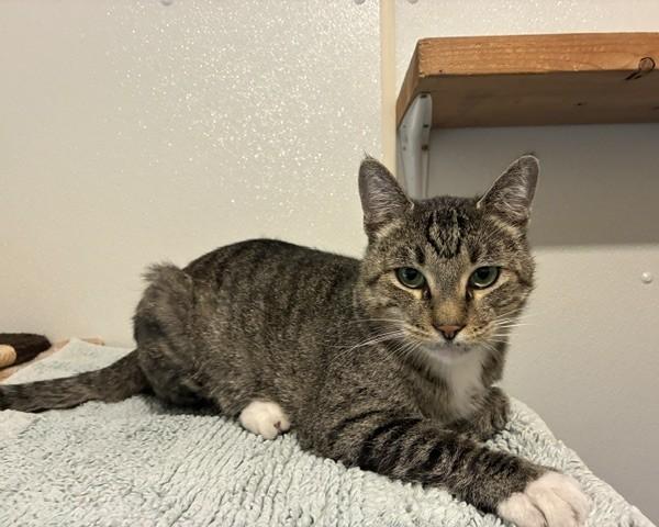 Enlarge Wesley, a ADOPTABLE Tabby in Lead, SD image 1/2