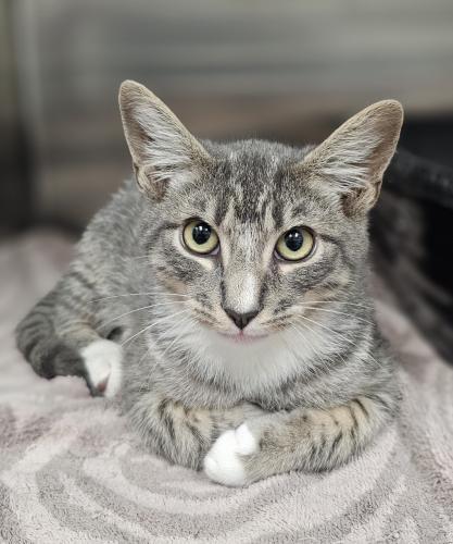 Enlarge Fred and Barney, a Adoptable mixed breed in Webster, MA image 1/1