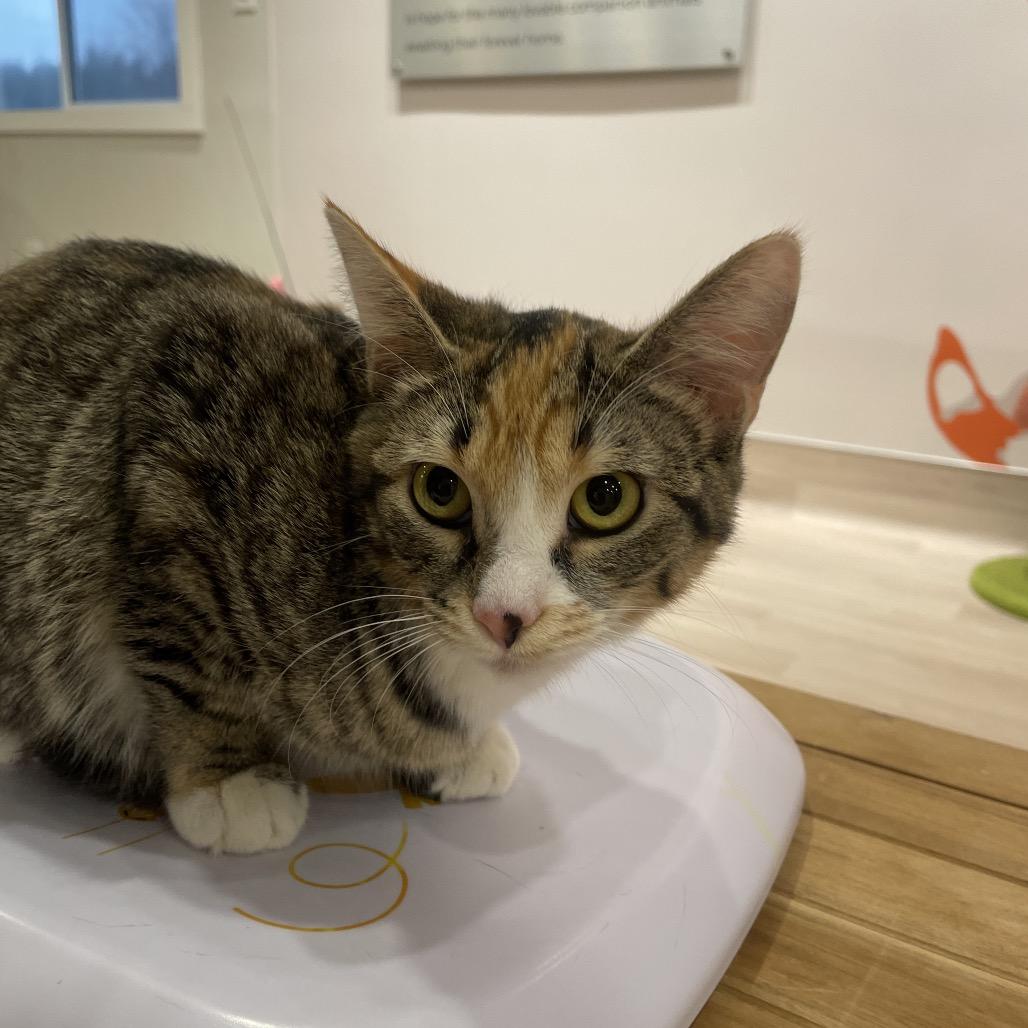 Enlarge Nugget, a Adoptable Domestic Short Hair in Spokane, WA image 1/1