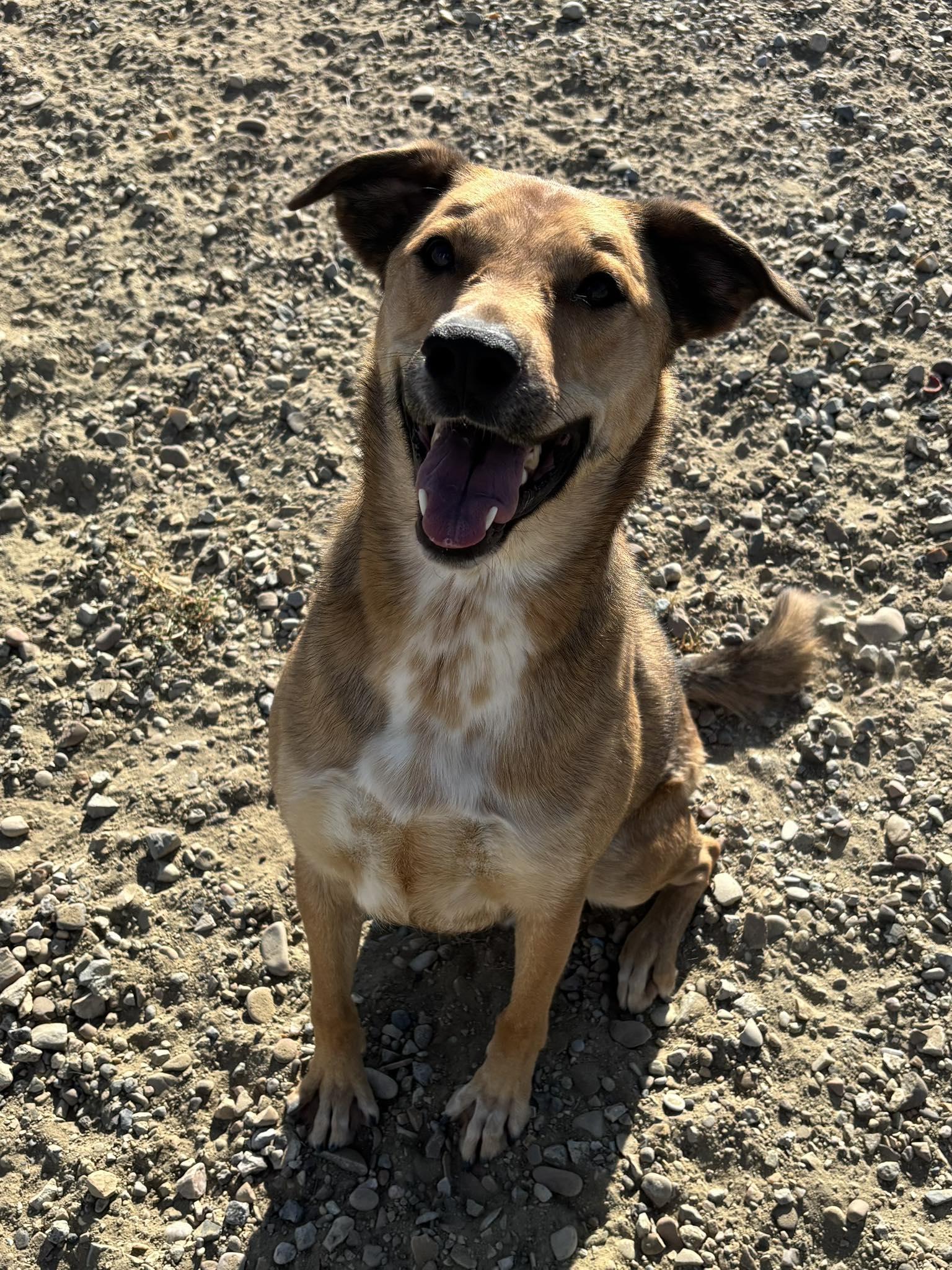 Forrest, an adoptable Mixed Breed in Rock Springs, WY, 82901 | Photo Image 1
