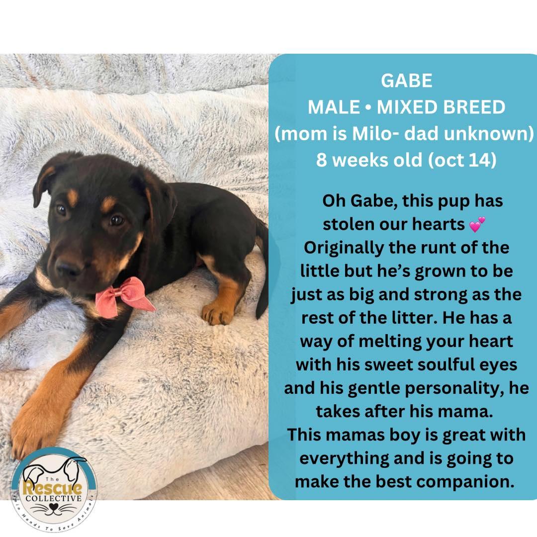 Gabe, Adoptable, Puppy Male Labrador Retriever.
