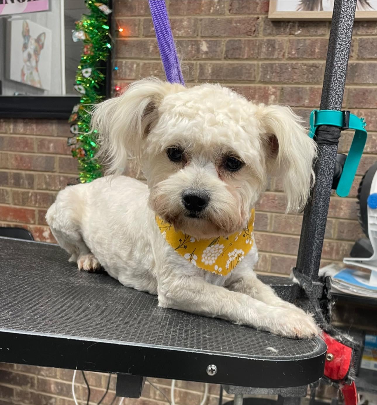 Chaney, ADOPTABLE, Adult Female Maltipoo.