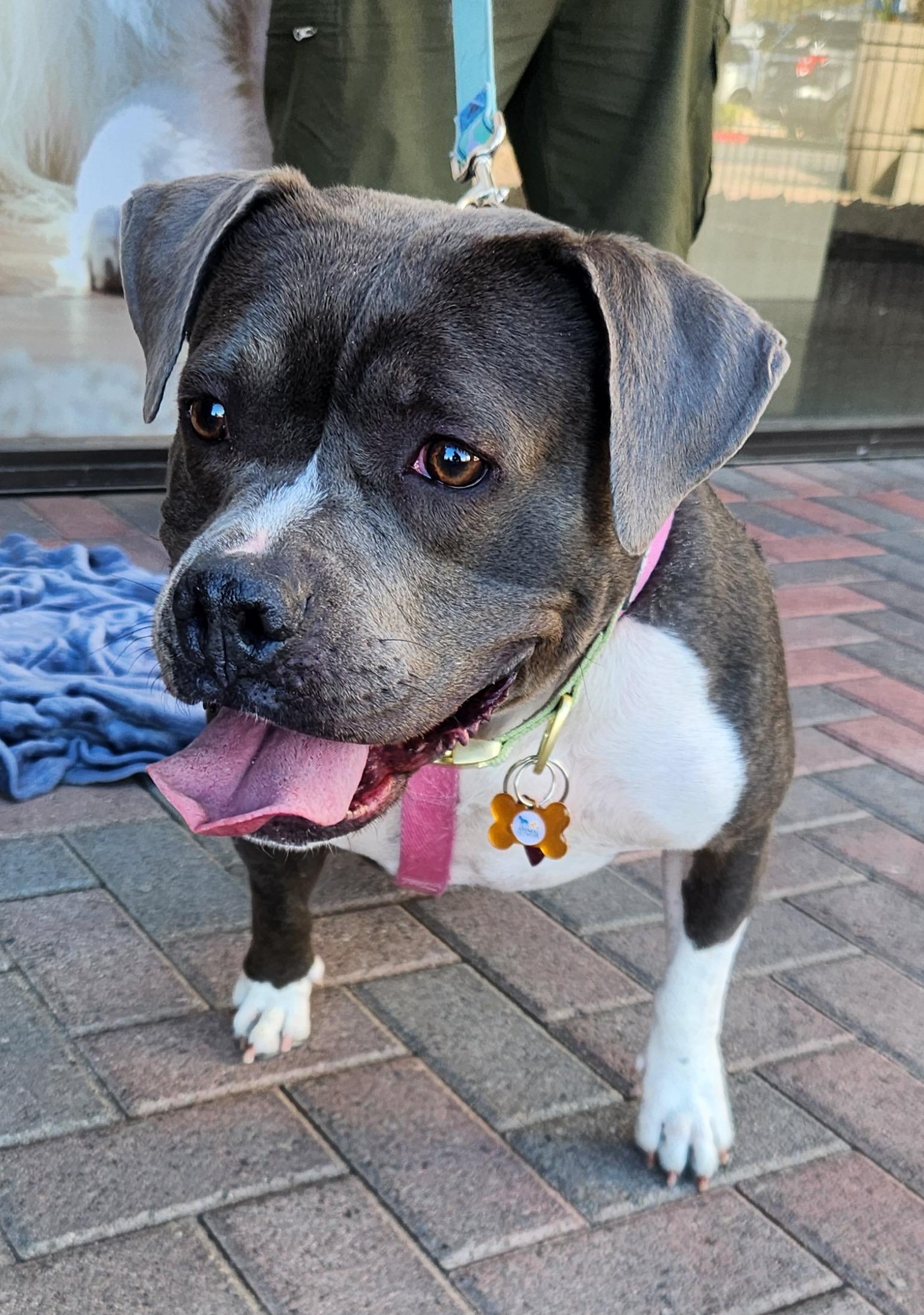 Enlarge STORMY, a Adoptable Pit Bull Terrier in Las Vegas, NV image 6/6