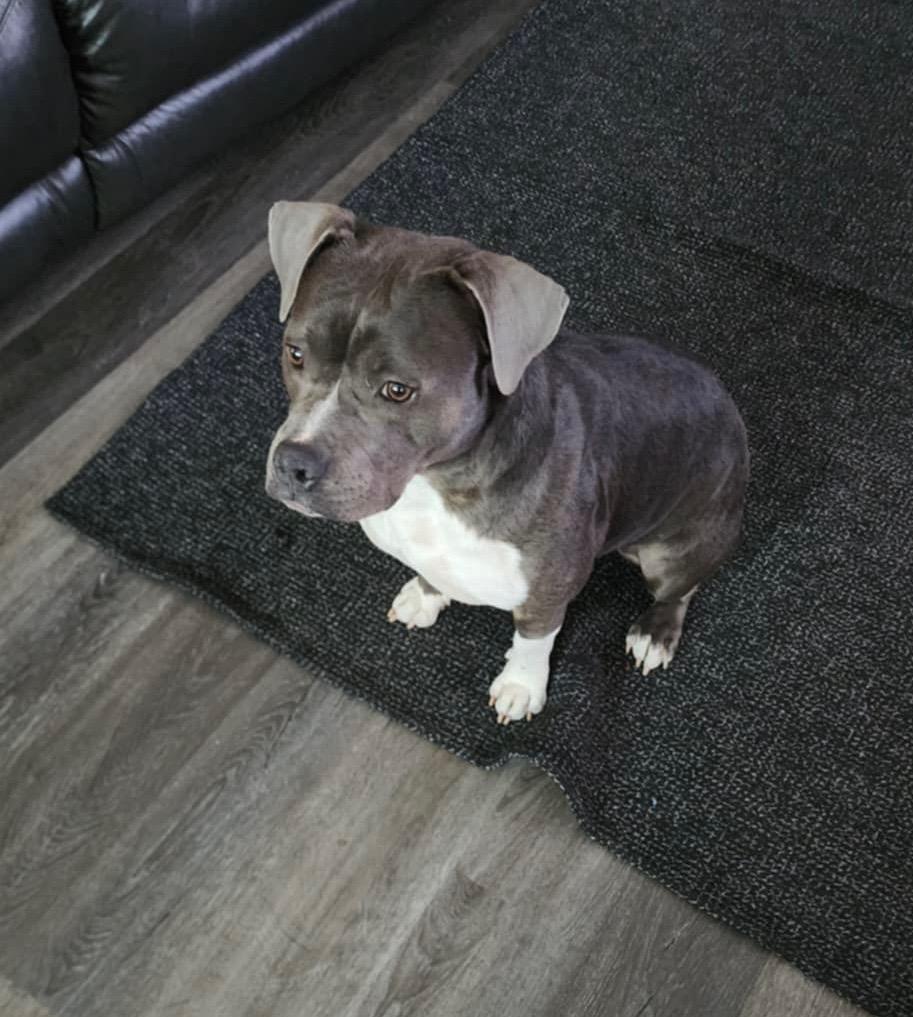 Enlarge STORMY, a Adoptable Pit Bull Terrier in Las Vegas, NV image 4/6