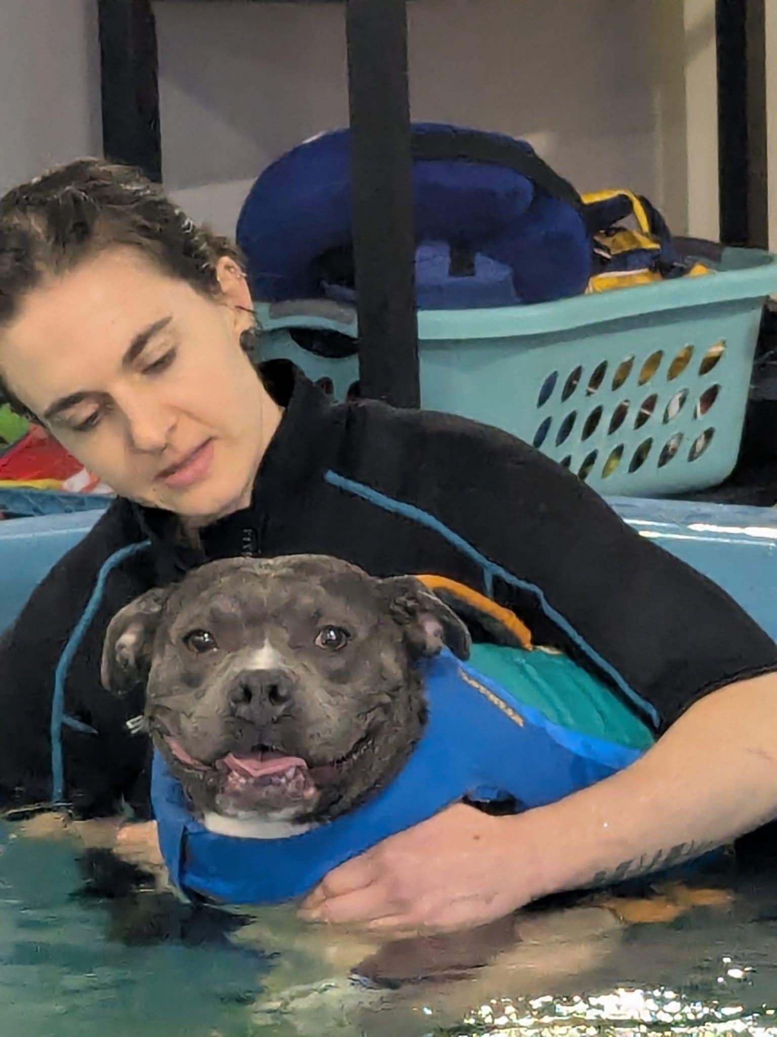 Enlarge STORMY, a Adoptable Pit Bull Terrier in Las Vegas, NV image 2/6