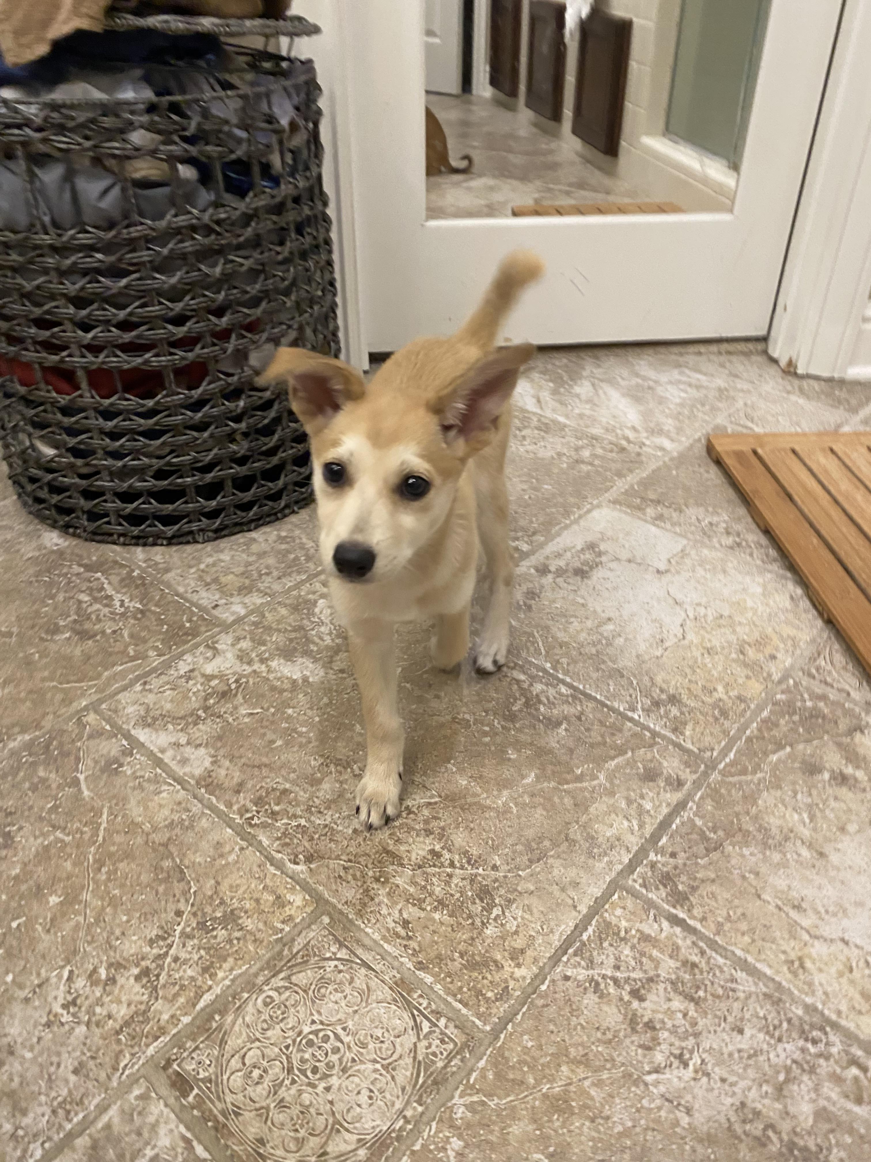 Enlarge Cleo, a Adoptable mixed breed in Lodi, CA image 3/4