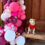 Enlarge Cleo, a Adoptable mixed breed in Lodi, CA image 5/6