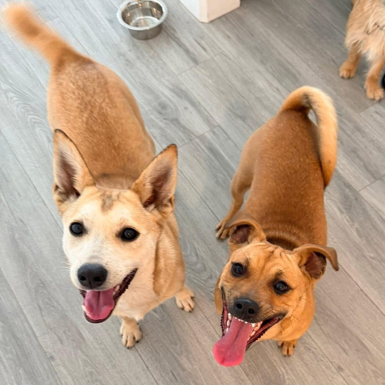 Cleo, a Adoptable mixed breed in Lodi, CA image 5/5