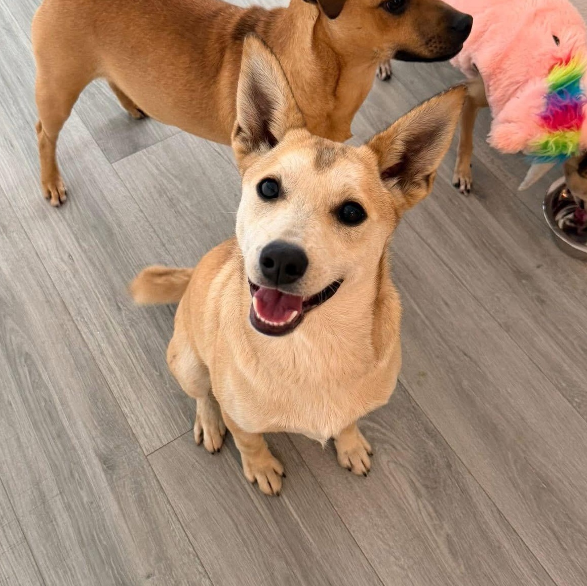 Cleo, a Adoptable mixed breed in Lodi, CA image 2/5