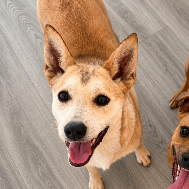 Enlarge Cleo, a Adoptable mixed breed in Lodi, CA image 6/6