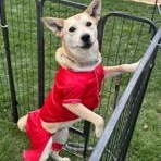 Enlarge Cleo, a Adoptable mixed breed in Lodi, CA image 4/6