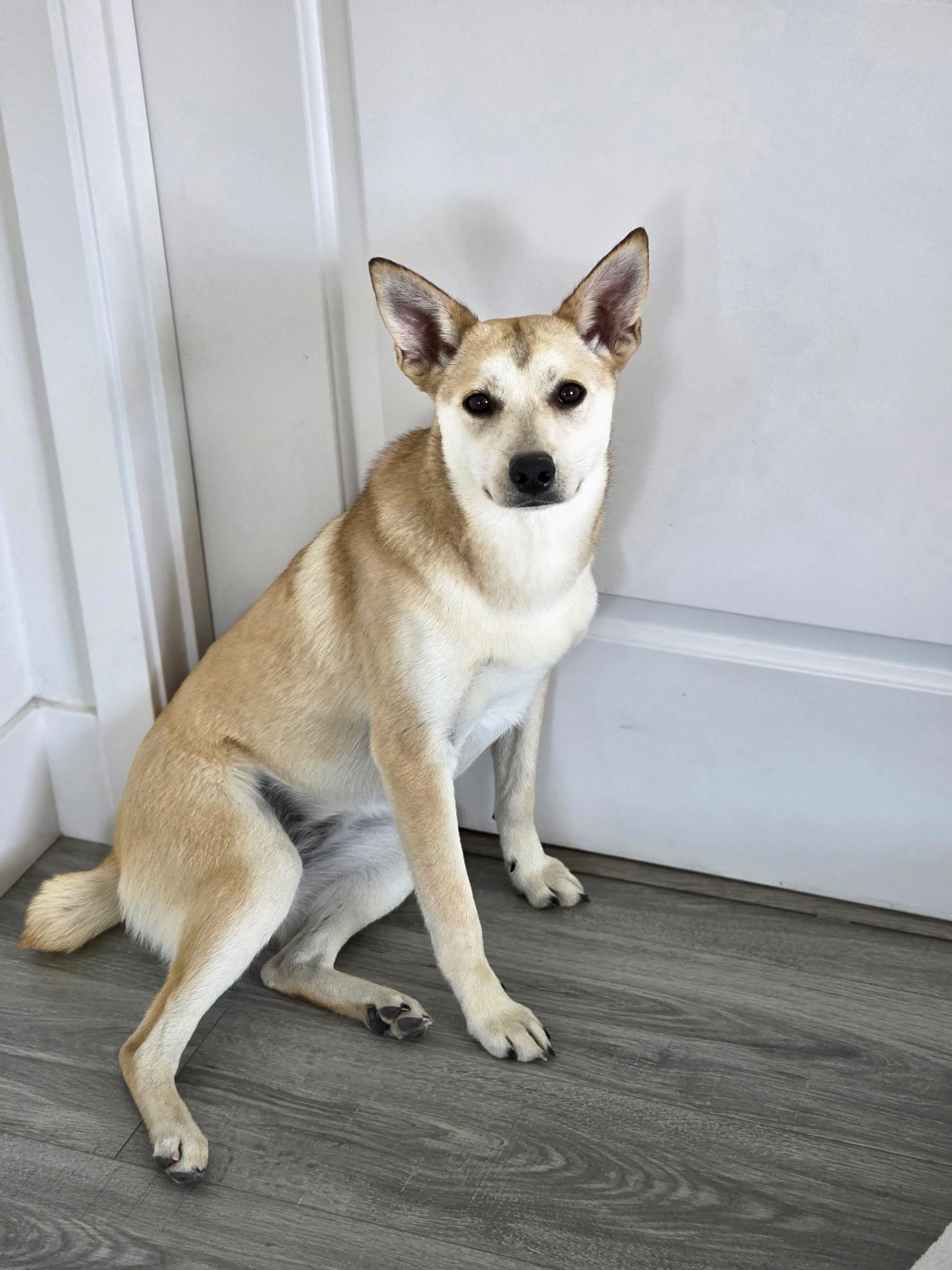 Enlarge Cleo, a Adoptable mixed breed in Lodi, CA image 1/5