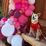 Enlarge Cleo, a Adoptable mixed breed in Lodi, CA image 6/6