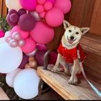 Cleo, Adoptable, Puppy Female Chihuahua.