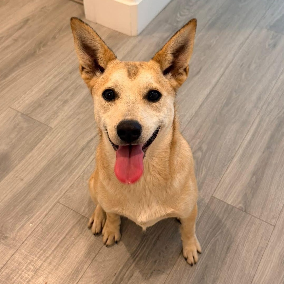 Cleo, a Adoptable mixed breed in Lodi, CA image 1/5