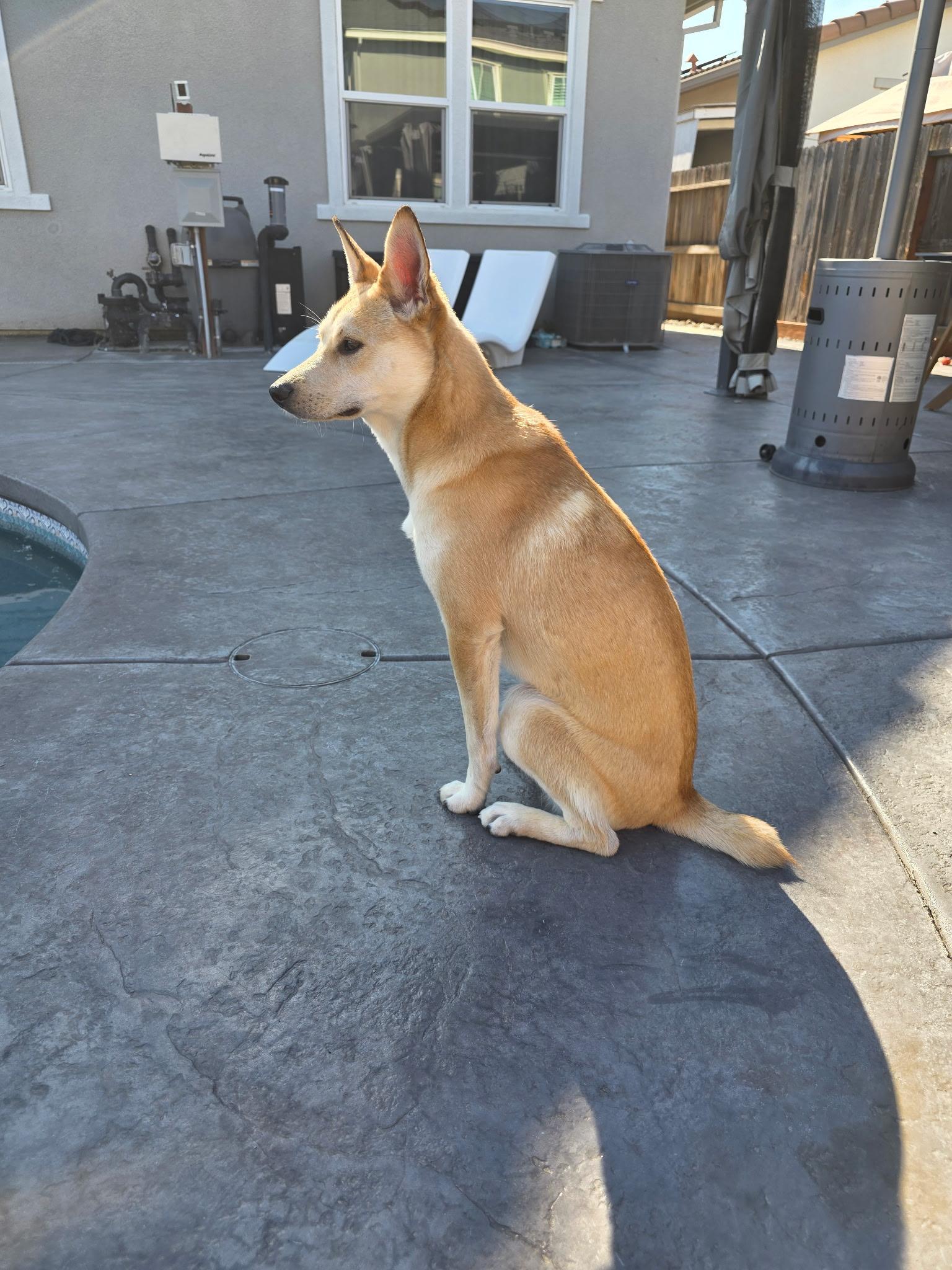 Enlarge Cleo, a Adoptable mixed breed in Lodi, CA image 4/5