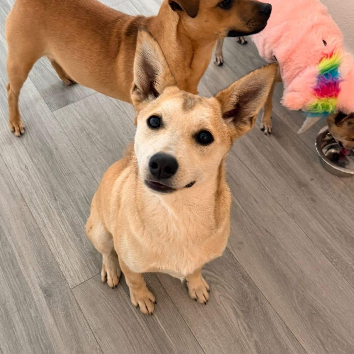 Cleo, a Adoptable mixed breed in Lodi, CA image 3/5