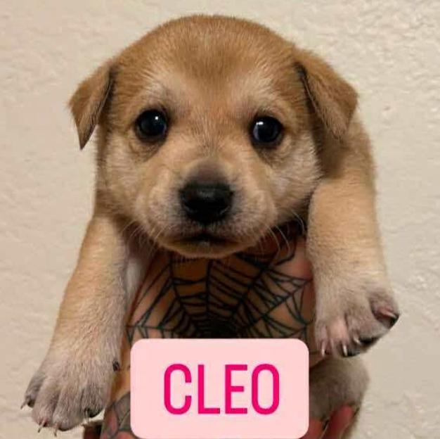 Enlarge Cleo, a Adoptable mixed breed in Lodi, CA image 4/4