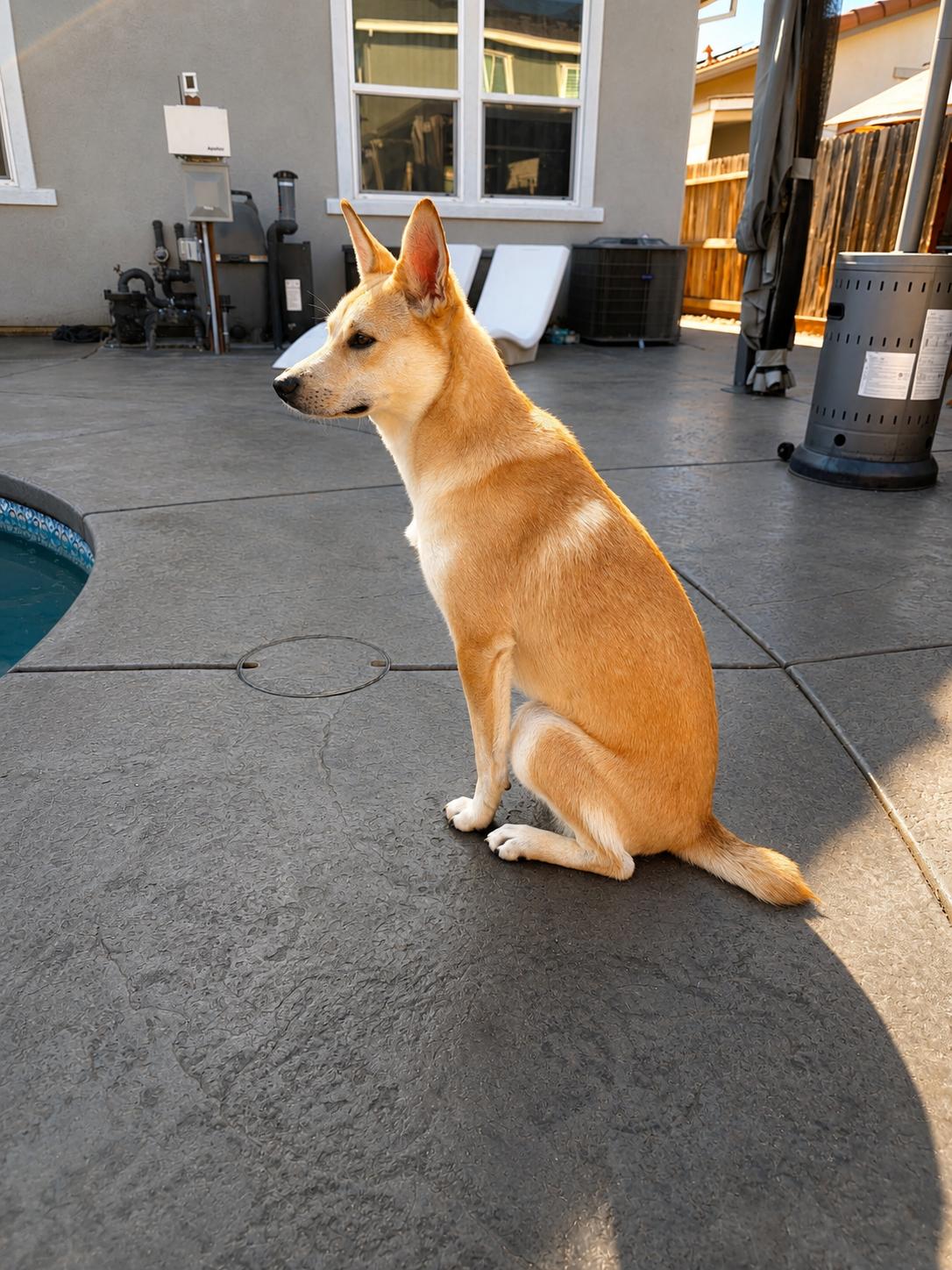 Enlarge Cleo, a Adoptable mixed breed in Lodi, CA image 4/6
