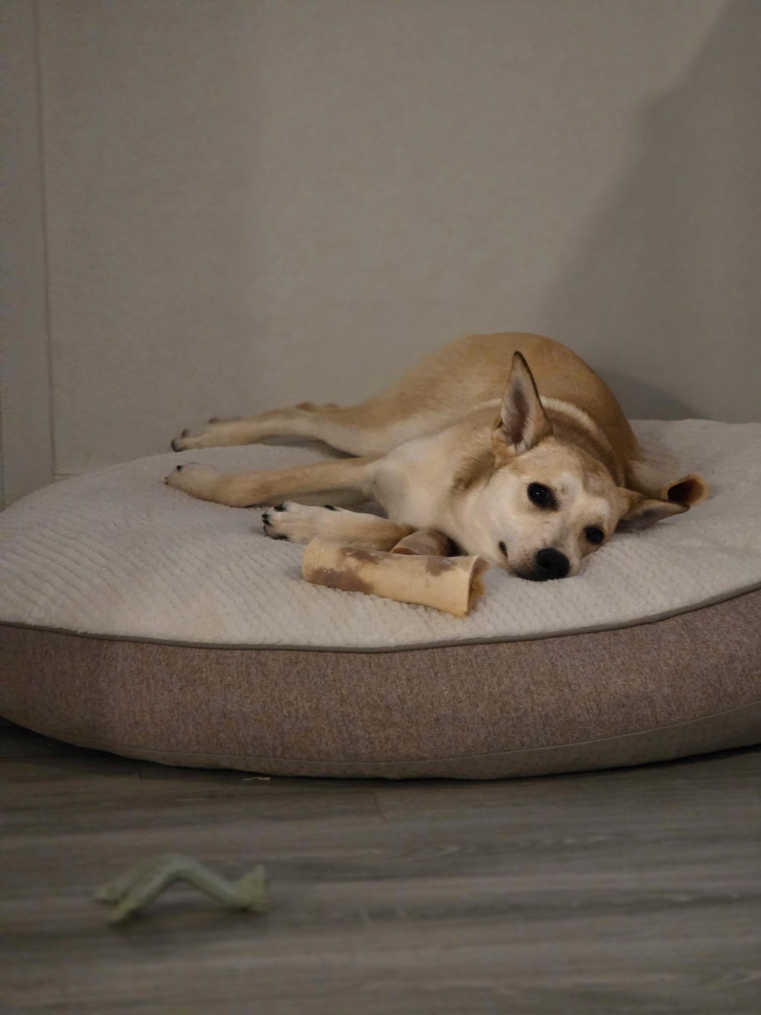 Enlarge Cleo, a Adoptable mixed breed in Lodi, CA image 3/5