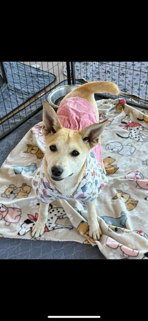 Enlarge Cleo, a Adoptable mixed breed in Lodi, CA image 1/4